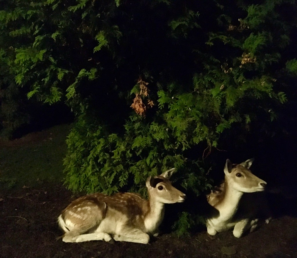Things Helen Loves, two fallow deer lying under a hedge in darkness at Pairi Daiza resort in Belgium